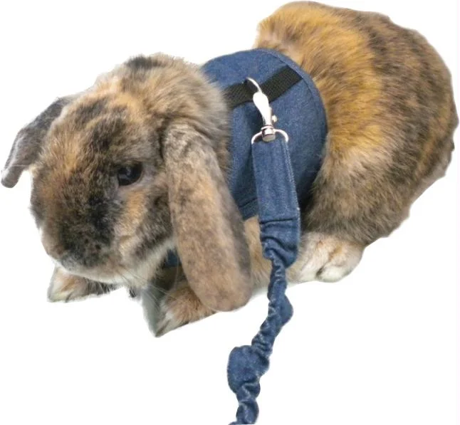 Rabbit Walking Jacket